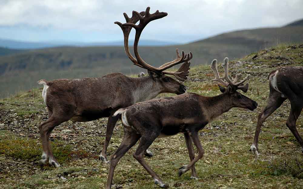 CARIBOU CANADA