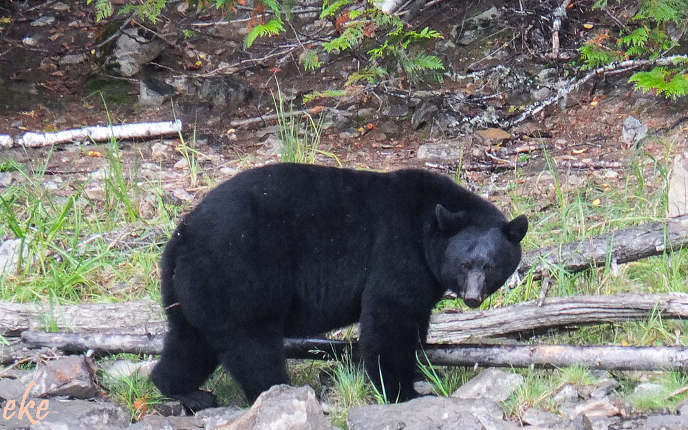 traces d'animaux sauvages québec