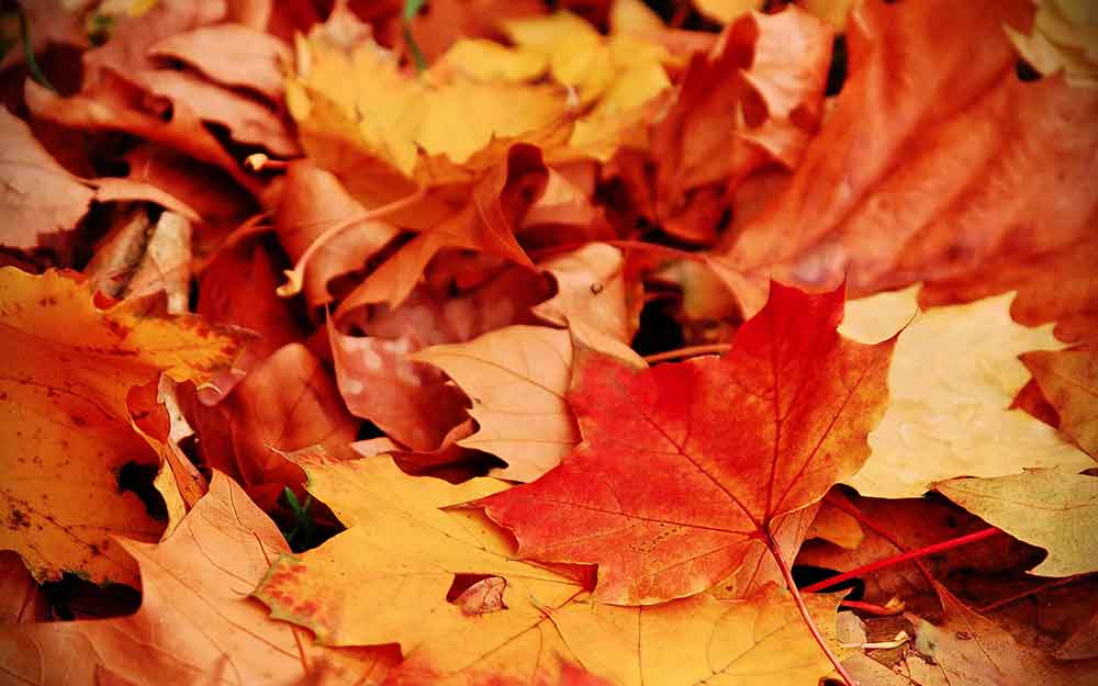 Paysage d'automne canada québec