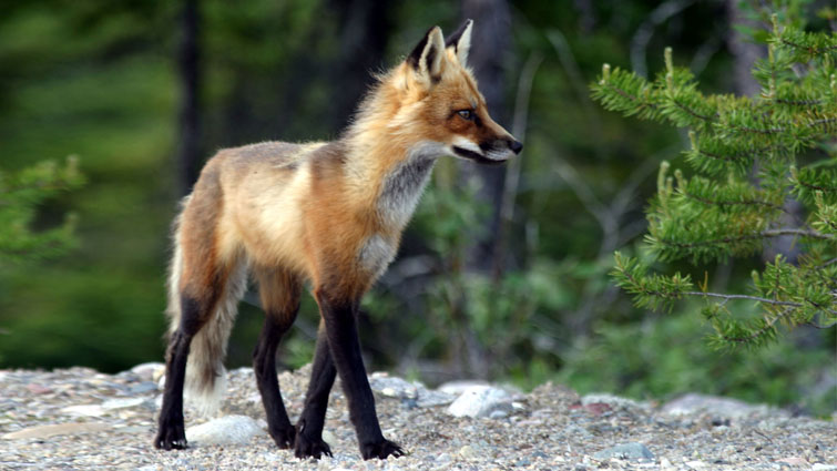 Renard au Québec