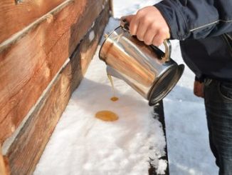 Sirop d'érable québec