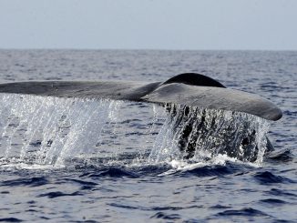 Baleine bleue saint laurent