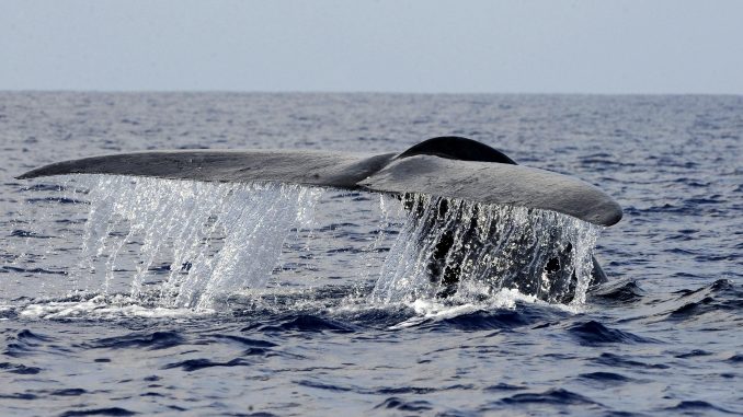 Baleine bleue saint laurent